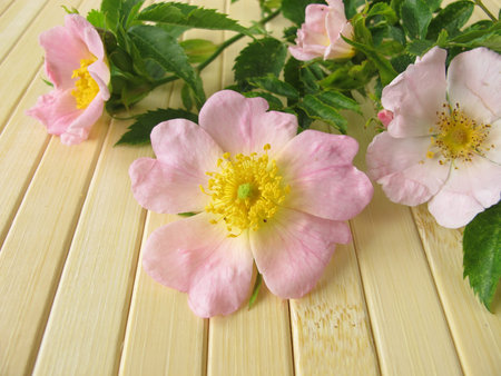 Wild rose flowersの写真素材