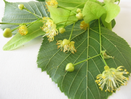 Twigs with linden flowersの写真素材