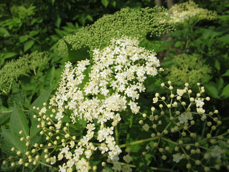 Elderflowerの写真素材