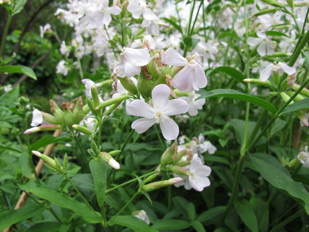 Common soapwort, Saponaria officinalisの写真素材