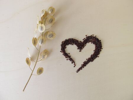 Edible brown-black seeds from field pennycress and stems with winged podsの写真素材