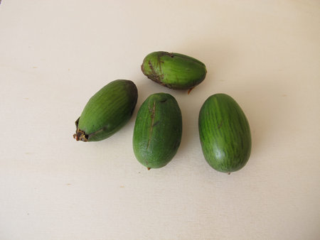 Fruits or seeds of the Japanese torreya, Torreya nucifera