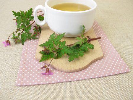 Herbal tea with Roberts geranium, cranesbill, Geranium robertianumの写真素材