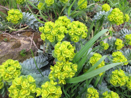 Flowering myrtle spurge, Euphorbia myrsinites, in springの写真素材