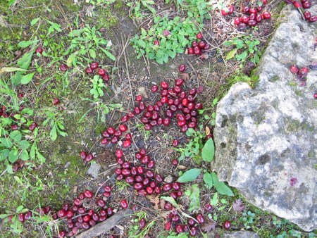 Ripe cornelian cherries fall from the tree to the groundの写真素材