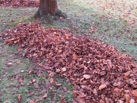 Raking leaves in garden, a big pile of leaves under a treeの写真素材