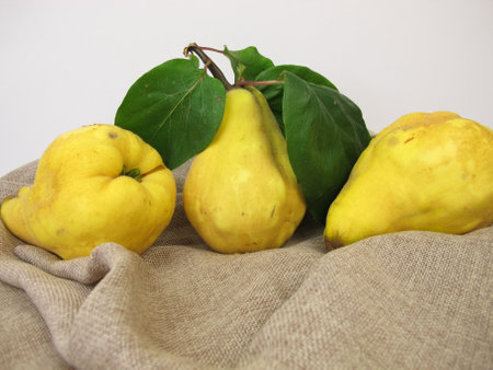 Ripe yellow pear quinces from the gardenの写真素材