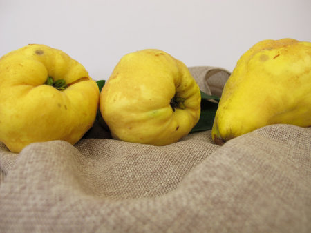 Ripe yellow pear quinces from the gardenの写真素材