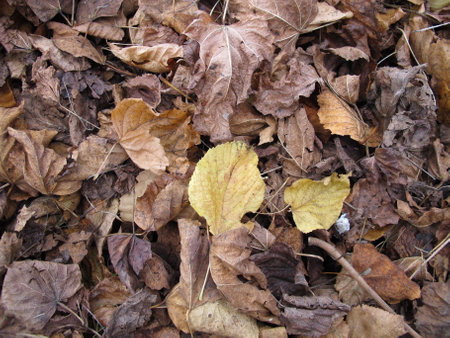 Maple and linden leaves on a ground area with foliage in autumnの写真素材