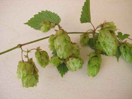 Hop flowers on a wooden boardの写真素材