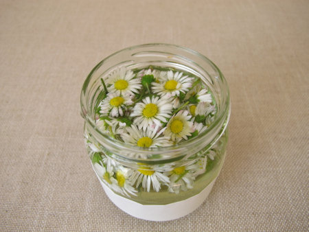 Homemade daisy tincture in a jarの写真素材