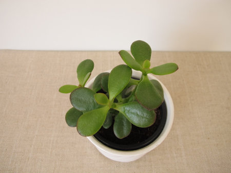 Little jade plant in a flower pot, Crassula ovataの写真素材