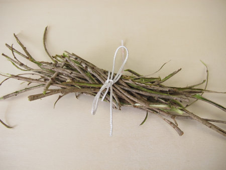 Bark from elder tree, Cortex Sambuciの写真素材