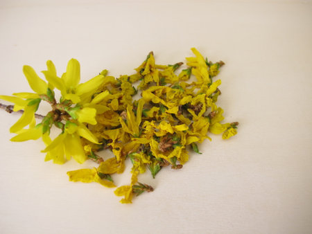 Yellow forsythia flowers, dried yellow blossoms of the golden bell on a wooden boardの写真素材