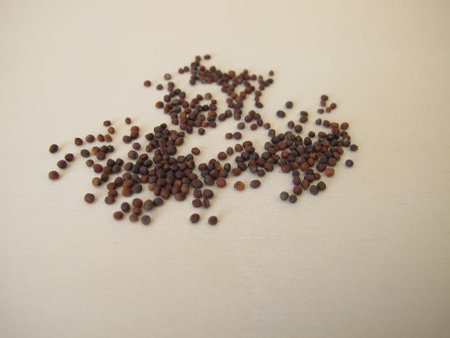 Red cabbage seeds on a wooden boardの写真素材