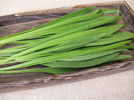 Ribwort plantain leaves on a wooden trayの写真素材
