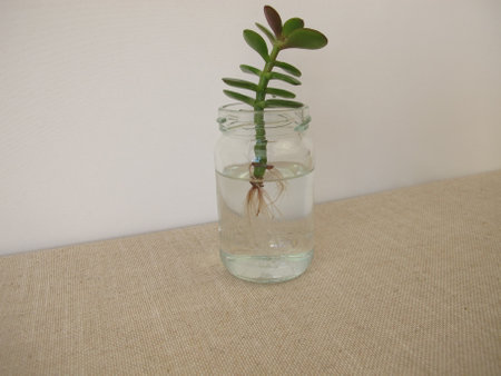 Money tree cutting with new roots in a glass of waterの写真素材