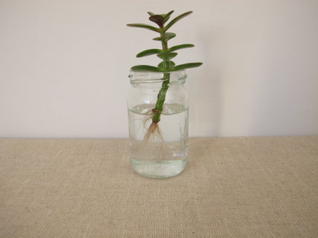 Money tree cutting with new roots in a glass of waterの写真素材