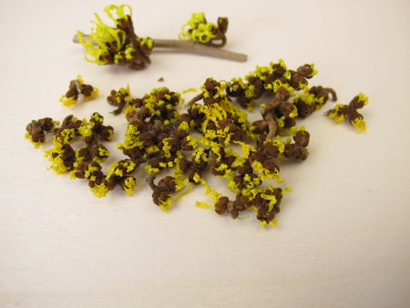 A small heap with dried witch hazel flowers on a wooden boardの写真素材