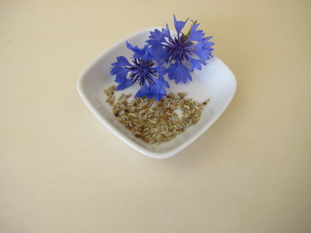 Flower seeds of the blue cornflower, Centaurea cyanusの写真素材