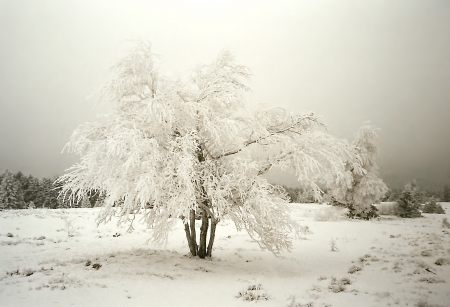 Snow covered landscape in Germany, single tree in main focus.の写真素材