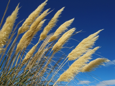       Toi Toi plants with fluffy seed heads growing in Marlborough, New Zealand                         の写真素材