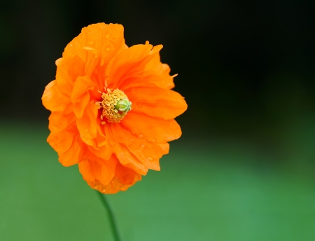 Close-up of orange poppy, some water droplets on petals, dark green in background  Shot in Blenheim, Marlborough, New Zealand の写真素材