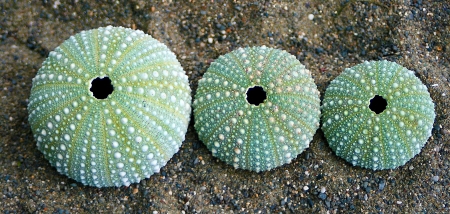 Set of three green sea urchins  Lined up in different sizes  Shot in Golden Bay, New Zealand の写真素材