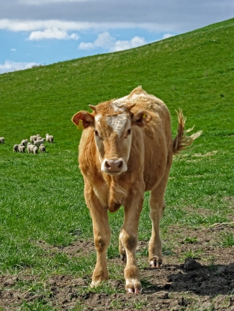  Light brown cow, curiously looking at the camera  Sheep in background on paddock  Shot in Blenheim, New Zealand                               の写真素材