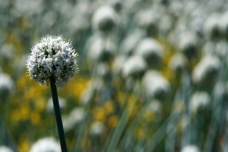 White Onion Flowers (Allium) on a field, blurry background. Shot in Blenheim, Marlborough, New Zealand.の写真素材