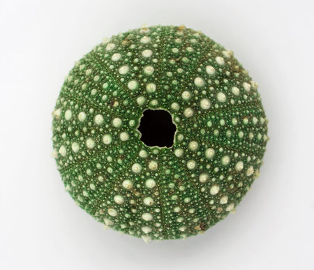 Close up shot of one green sea urchin shell  Shot in New Zealand in September 2013 