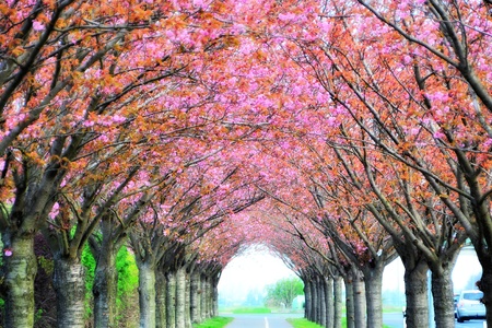  cherry blossomsの写真素材