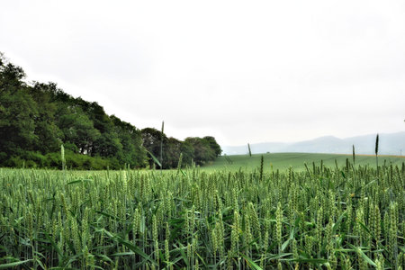 Wheat field