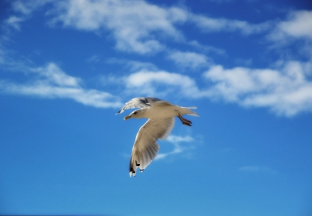 sailing flightの写真素材