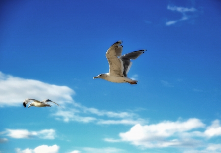 sailing flightの写真素材