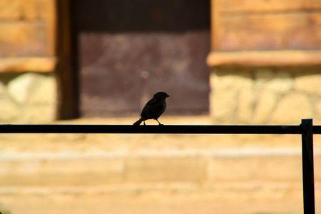 Sparrow on a fenceの写真素材
