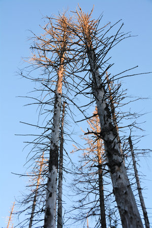 sick forest in Harz National Park