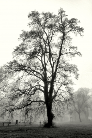Park landscape engulfed in fogの写真素材