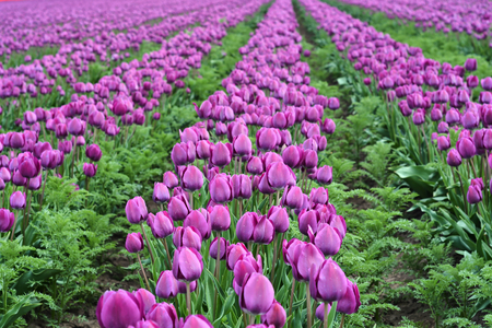 blooming tulips on a tulip field in springの写真素材