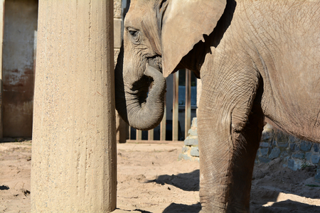 african elephant at the zooの写真素材