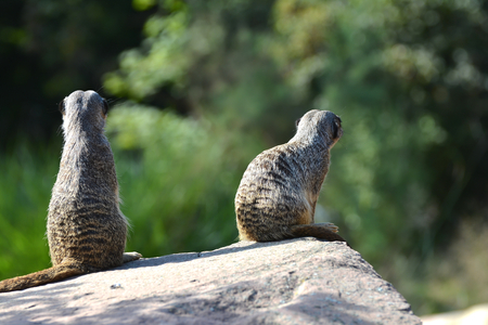 Meerkats sitting on a rock at the zooの写真素材