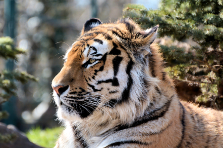 relaxed Siberian tiger in a zooの写真素材