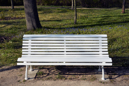 white wooden bench in a park in spring