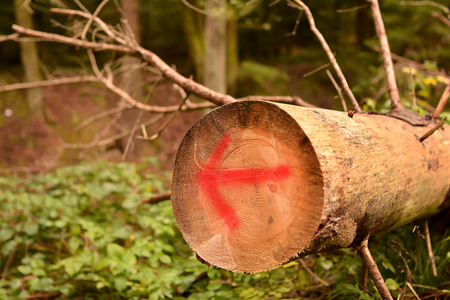 Directional arrow on a tree in Ilsetal in the Harz National Parkの写真素材