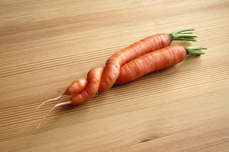 Two entwined carrots a freak of natureの写真素材