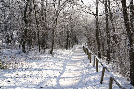 hiking trail through a forest in winter