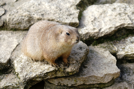 watchful prairie dog on a rockの写真素材