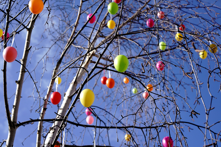 Easter eggs as decoration on a treeの写真素材