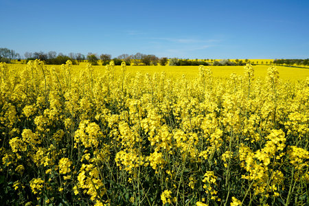 blossoming rapeseed field in spring