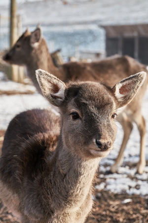 Young fallow deer in enclosure atの写真素材